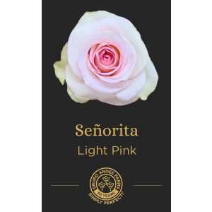 Роза Señorita