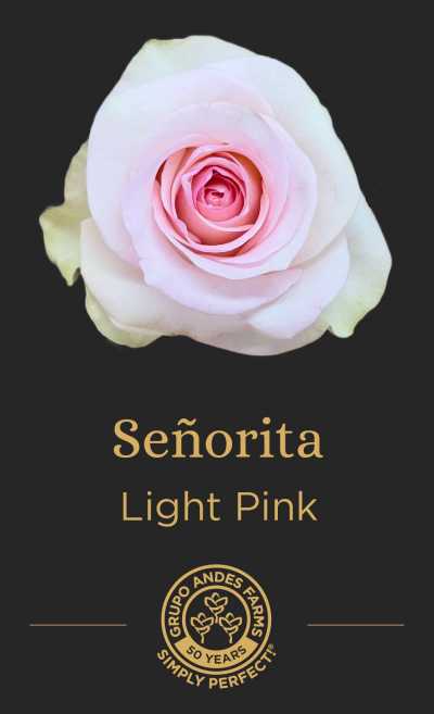 Роза Señorita