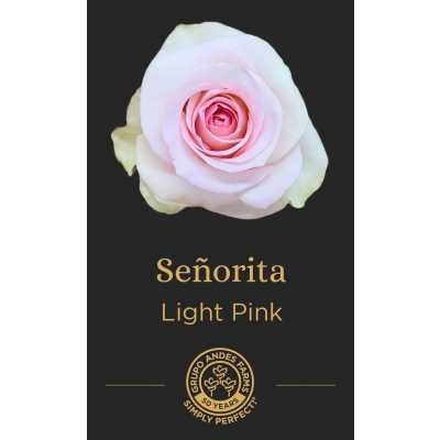 Роза Señorita