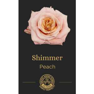 Роза Shimmer
