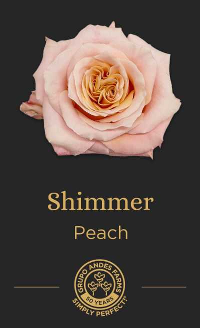 Роза Shimmer