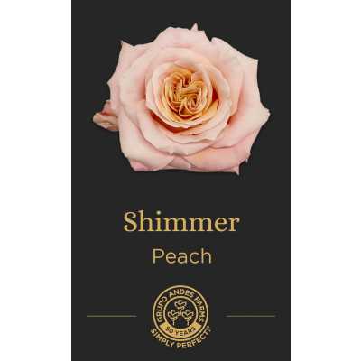 Роза Shimmer