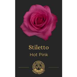Роза Stiletto