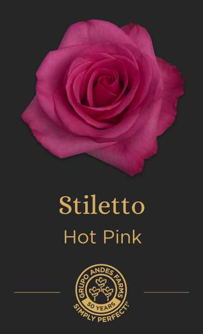 Роза Stiletto
