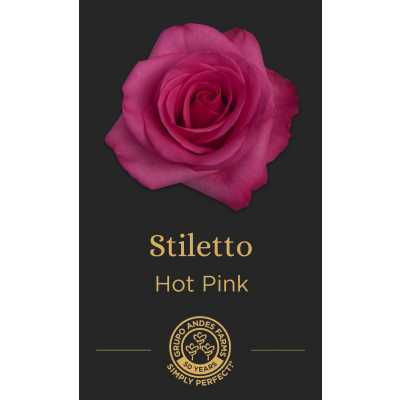 Роза Stiletto