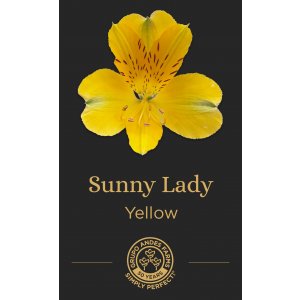 Альстромерия Sunny Lady