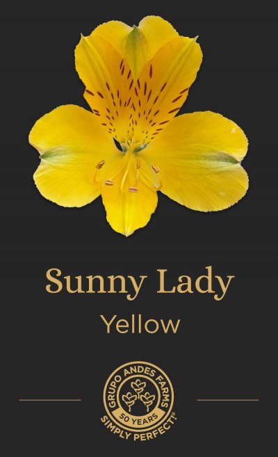 Альстромерия Sunny Lady