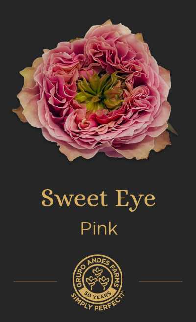 Роза Sweet Eye