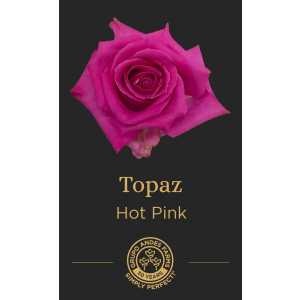 Роза Topaz 60 Special