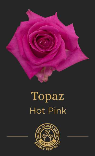 Роза Topaz 60 Special