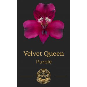 Альстромерия Velvet Queen
