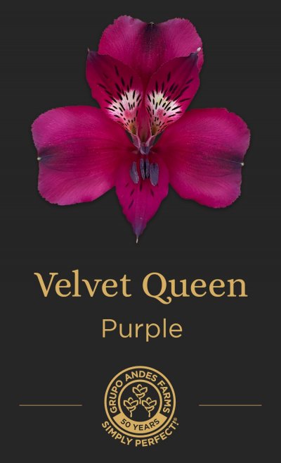 Альстромерия Velvet Queen