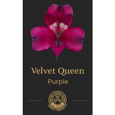 Альстромерия Velvet Queen