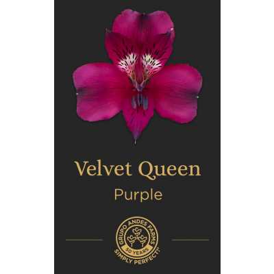 Альстромерия Velvet Queen