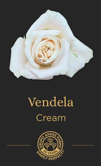 Роза Vendela