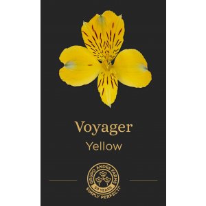Альстромерия Voyager
