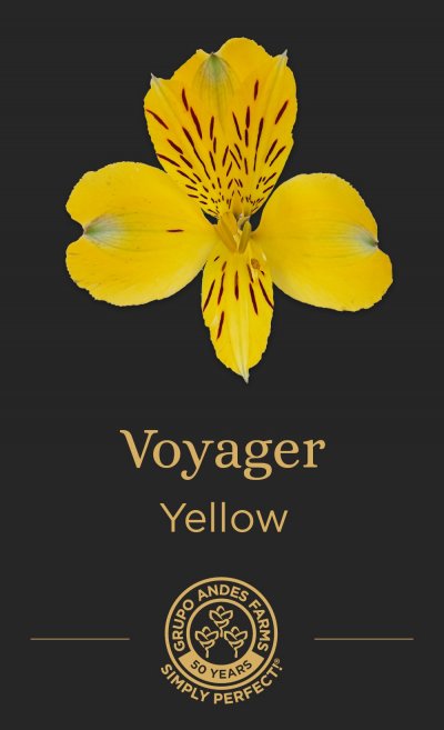 Альстромерия Voyager
