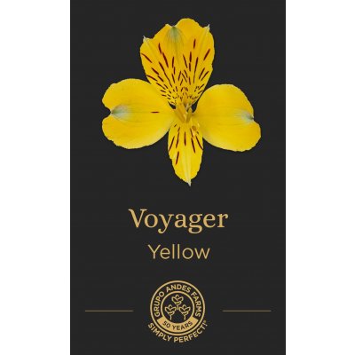 Альстромерия Voyager