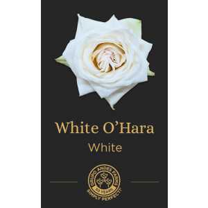 Роза White OHara