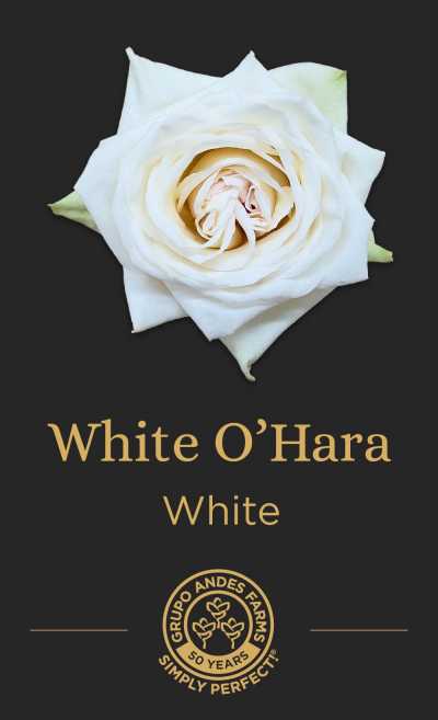 Роза White OHara