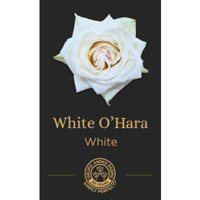 Роза White OHara