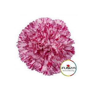 Гвоздика Blu Copernico