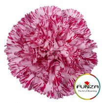 Гвоздика Blu Copernico