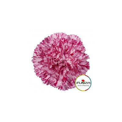Гвоздика Blu Copernico
