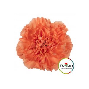 Гвоздика Hermes Orange