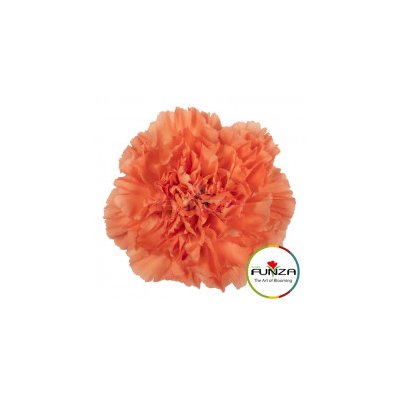 Гвоздика Hermes Orange
