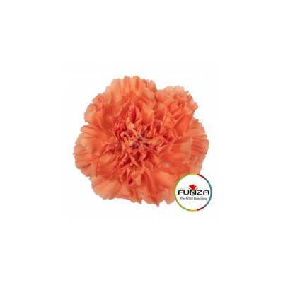 Гвоздика Hermes Orange