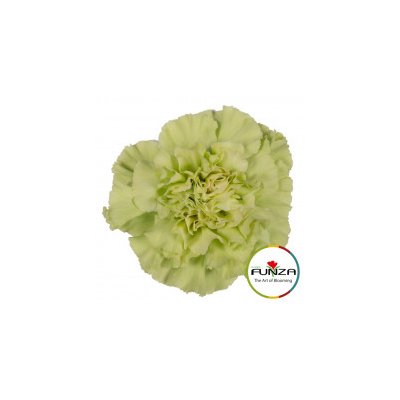 Гвоздика Sweet Green