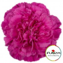 Гвоздика Tiepolo Fucsia