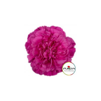 Гвоздика Tiepolo Fucsia