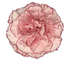 Гвоздика Mariposa