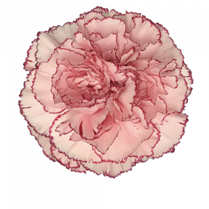 Гвоздика Mariposa