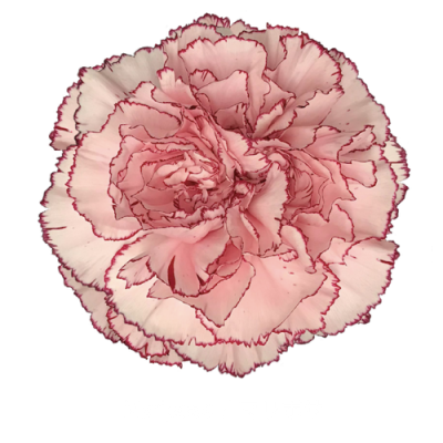 Гвоздика Mariposa