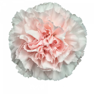 Гвоздика Maruchi