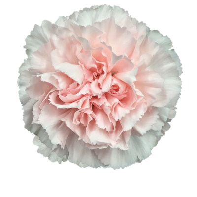 Гвоздика Maruchi