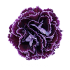 Гвоздика Minerva