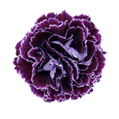 Гвоздика Minerva