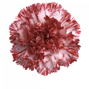 Гвоздика Montoya