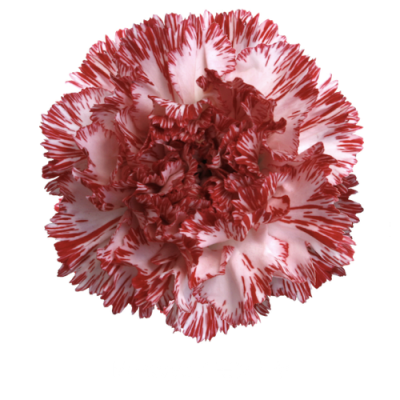 Гвоздика Montoya