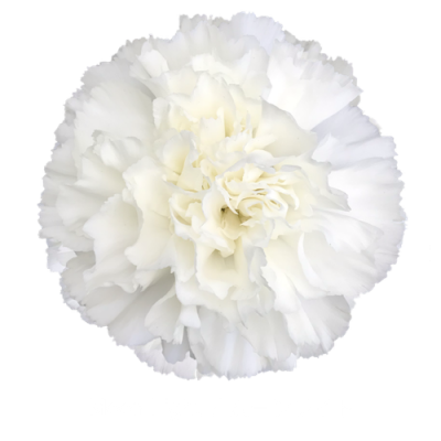 Гвоздика Moonlight