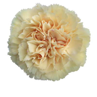 Гвоздика Natalia
