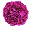 Гвоздика Nobbioviolet