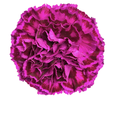 Гвоздика Nobbioviolet