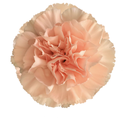Гвоздика Novia