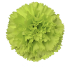 Гвоздика Oliva