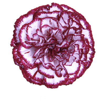Гвоздика Olympia
